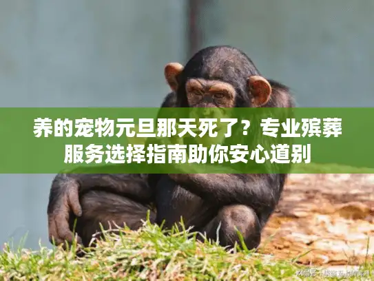 养的宠物元旦那天死了？专业殡葬服务选择指南助你安心道别
