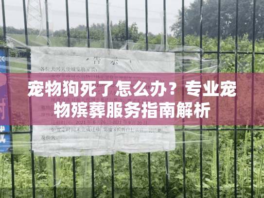 宠物狗死了怎么办？专业宠物殡葬服务指南解析