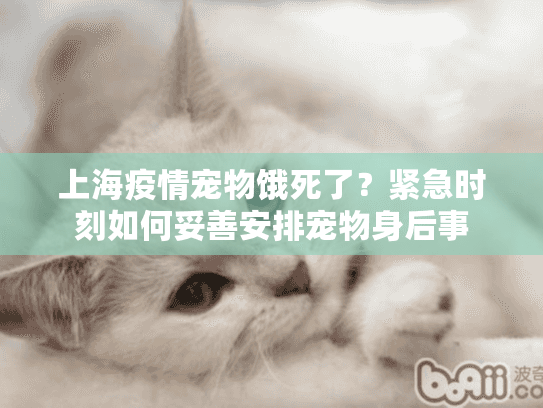 上海疫情宠物饿死了？紧急时刻如何妥善安排宠物身后事
