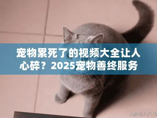 宠物累死了的视频大全让人心碎？2025宠物善终服务全流程贴心指南