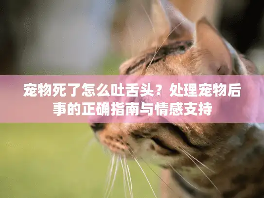 宠物死了怎么吐舌头？处理宠物后事的正确指南与情感支持