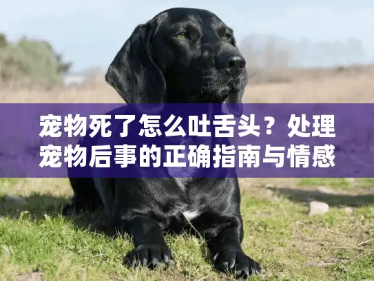 宠物死了怎么吐舌头？处理宠物后事的正确指南与情感支持