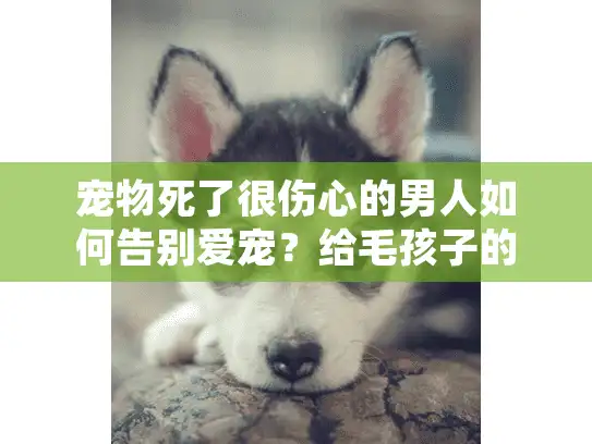 宠物死了很伤心的男人如何告别爱宠？给毛孩子的最后承诺