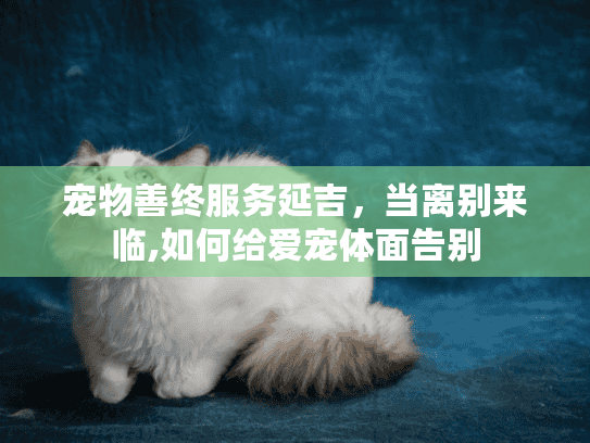 宠物善终服务延吉，当离别来临,如何给爱宠体面告别