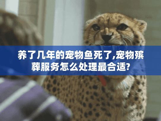 养了几年的宠物鱼死了,宠物殡葬服务怎么处理最合适?