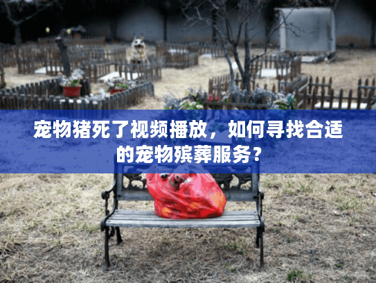 宠物猪死了视频播放，如何寻找合适的宠物殡葬服务？