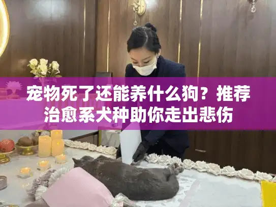宠物死了还能养什么狗？推荐治愈系犬种助你走出悲伤