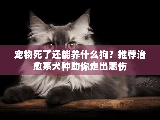 宠物死了还能养什么狗？推荐治愈系犬种助你走出悲伤