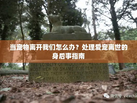 当宠物离开我们怎么办？处理爱宠离世的身后事指南