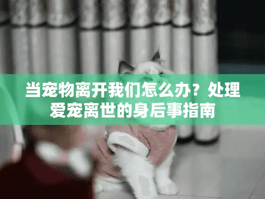 当宠物离开我们怎么办？处理爱宠离世的身后事指南