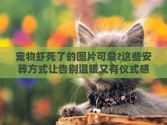 宠物虾死了的图片可爱?这些安葬方式让告别温暖又有仪式感