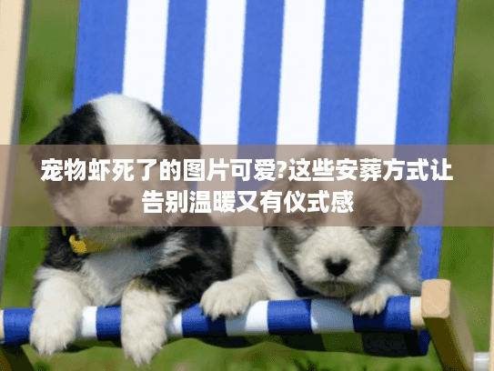宠物虾死了的图片可爱?这些安葬方式让告别温暖又有仪式感