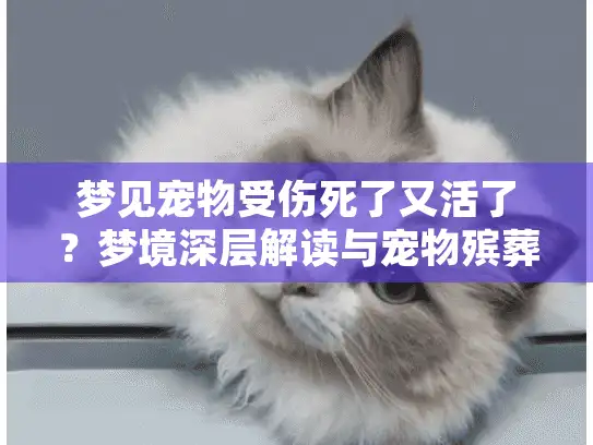 梦见宠物受伤死了又活了？梦境深层解读与宠物殡葬服务选择指南