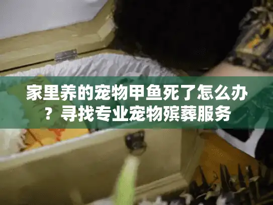 家里养的宠物甲鱼死了怎么办？寻找专业宠物殡葬服务