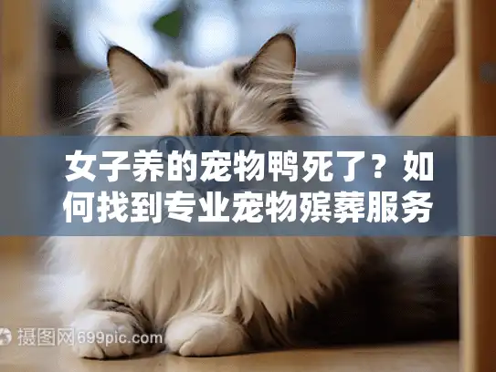女子养的宠物鸭死了？如何找到专业宠物殡葬服务减轻伤痛