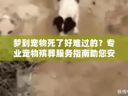 梦到宠物死了好难过的？专业宠物殡葬服务指南助您安心应对