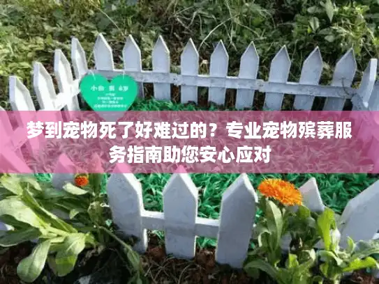 梦到宠物死了好难过的？专业宠物殡葬服务指南助您安心应对