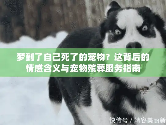 梦到了自己死了的宠物？这背后的情感含义与宠物殡葬服务指南