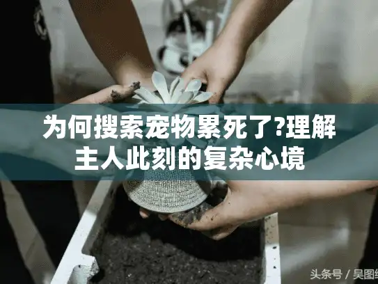 为何搜索宠物累死了?理解主人此刻的复杂心境 为何搜索宠物累死了?理解主人此刻的复杂心境