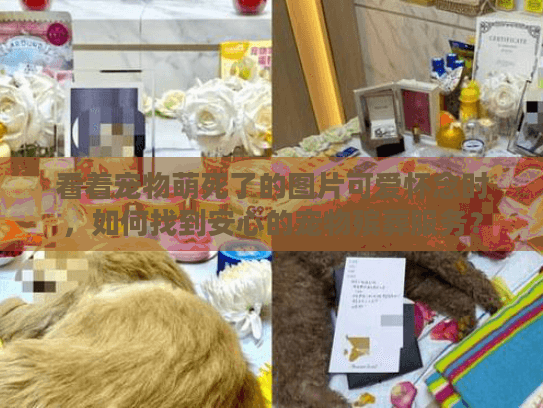 看着宠物萌死了的图片可爱怀念时，如何找到安心的宠物殡葬服务？