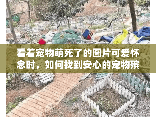 看着宠物萌死了的图片可爱怀念时，如何找到安心的宠物殡葬服务？