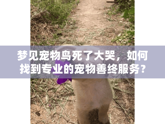 梦见宠物鸟死了大哭，如何找到专业的宠物善终服务？