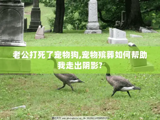 老公打死了宠物狗,宠物殡葬如何帮助我走出阴影?