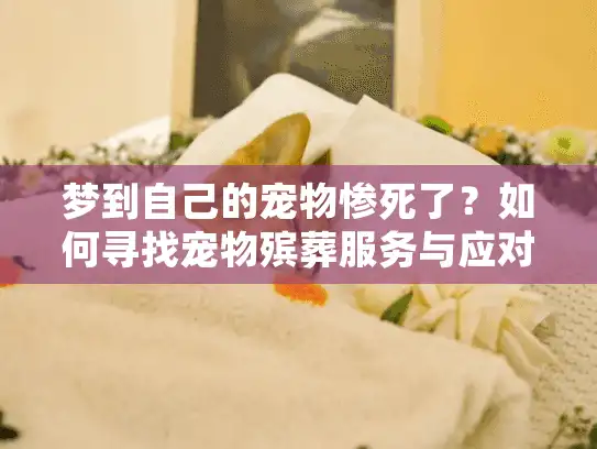 梦到自己的宠物惨死了？如何寻找宠物殡葬服务与应对悲伤情绪
