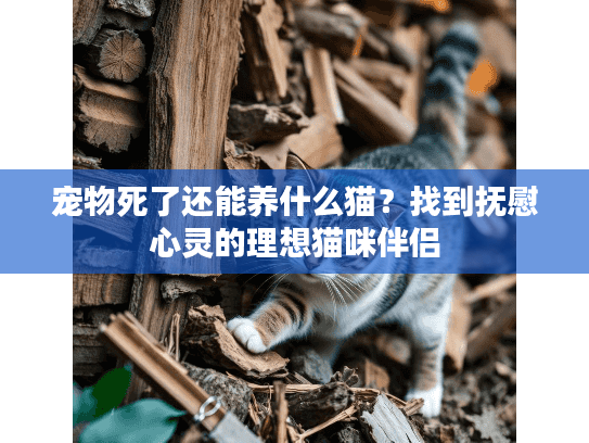 宠物死了还能养什么猫?找到抚慰心灵的理想猫咪伴侣 宠物死了还能养什么猫?找到抚慰心灵的理想猫咪伴侣