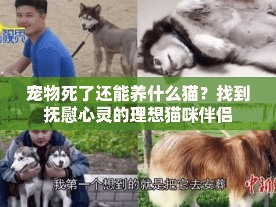 宠物死了还能养什么猫?找到抚慰心灵的理想猫咪伴侣 宠物死了还能养什么猫?找到抚慰心灵的理想猫咪伴侣