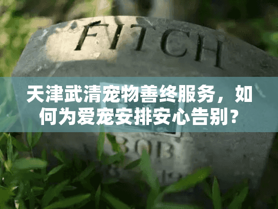 天津武清宠物善终服务，如何为爱宠安排安心告别？