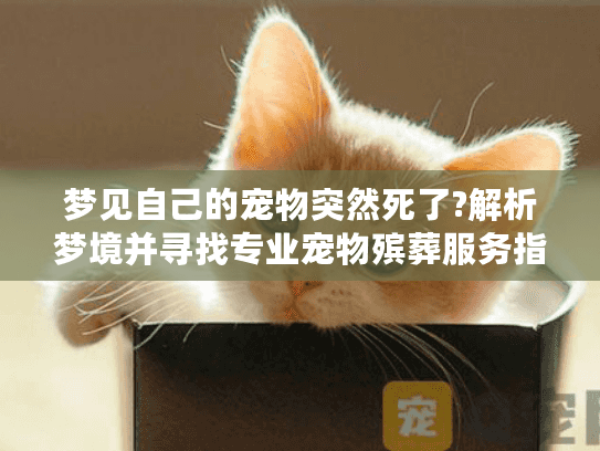 梦见自己的宠物突然死了?解析梦境并寻找专业宠物殡葬服务指南
