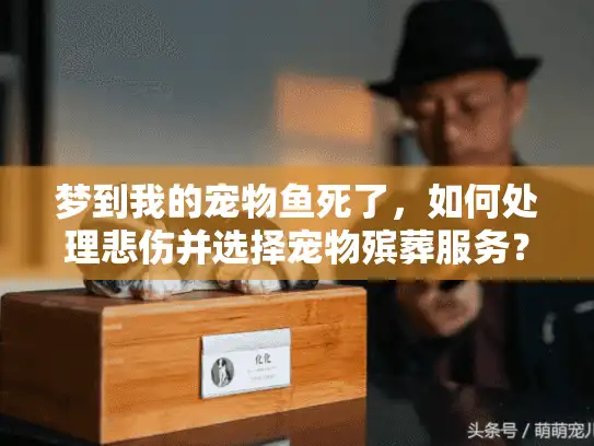 梦到我的宠物鱼死了，如何处理悲伤并选择宠物殡葬服务？