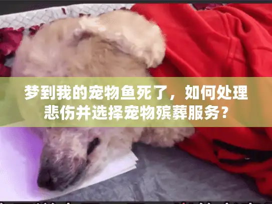 梦到我的宠物鱼死了，如何处理悲伤并选择宠物殡葬服务？