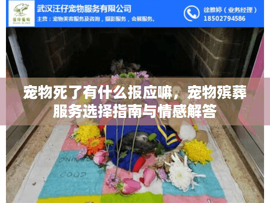 宠物死了有什么报应嘛，宠物殡葬服务选择指南与情感解答
