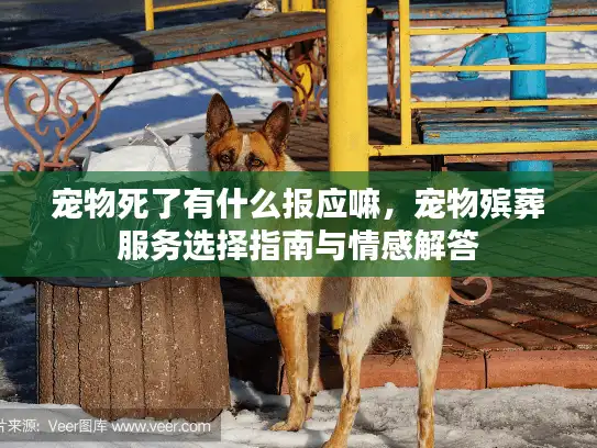 宠物死了有什么报应嘛，宠物殡葬服务选择指南与情感解答