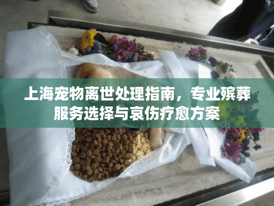 上海宠物离世处理指南，专业殡葬服务选择与哀伤疗愈方案