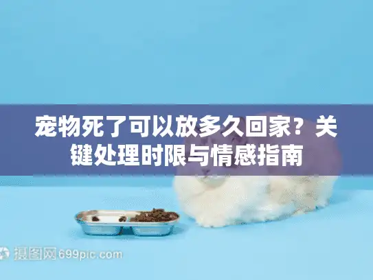 宠物死了可以放多久回家？关键处理时限与情感指南