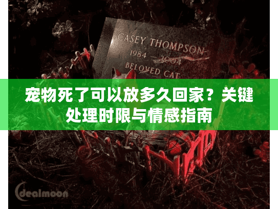 宠物死了可以放多久回家？关键处理时限与情感指南