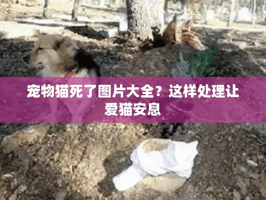 宠物猫死了图片大全?这样处理让爱猫安息 宠物猫死了图片大全?这样处理让爱猫安息