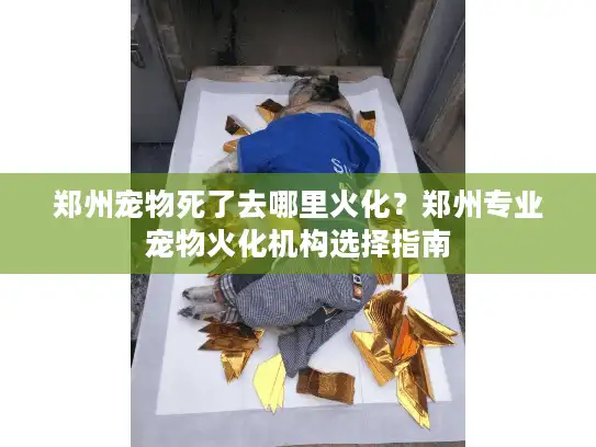 郑州宠物死了去哪里火化?郑州专业宠物火化机构选择指南 郑州宠物死了去哪里火化?郑州专业宠物火化机构选择指南
