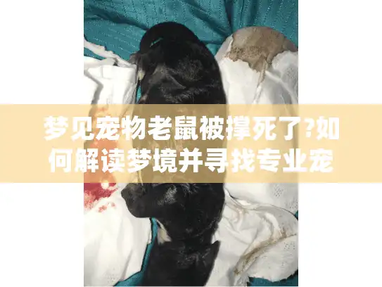 梦见宠物老鼠被撑死了?如何解读梦境并寻找专业宠物殡葬服务