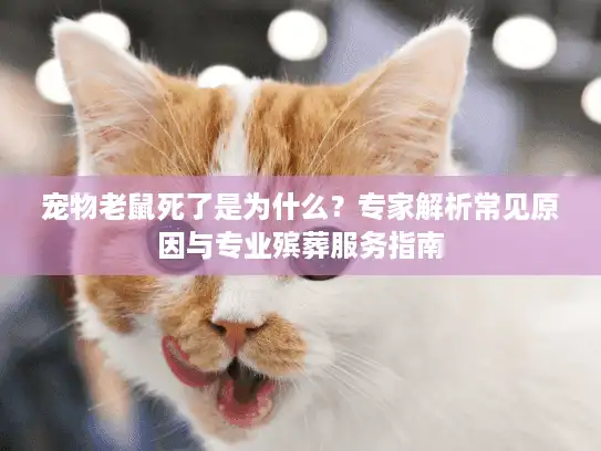 宠物老鼠死了是为什么？专家解析常见原因与专业殡葬服务指南