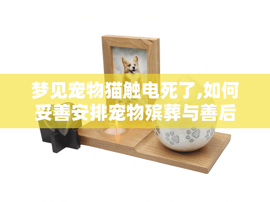 梦见宠物猫触电死了,如何妥善安排宠物殡葬与善后?