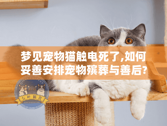 梦见宠物猫触电死了,如何妥善安排宠物殡葬与善后?