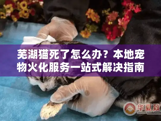 芜湖猫死了怎么办？本地宠物火化服务一站式解决指南