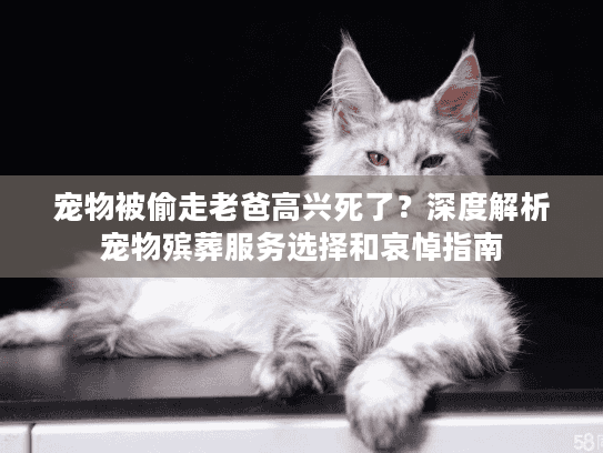 宠物被偷走老爸高兴死了？深度解析宠物殡葬服务选择和哀悼指南