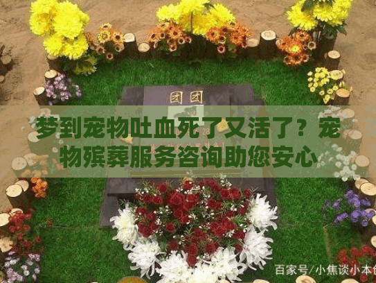 梦到宠物吐血死了又活了？宠物殡葬服务咨询助您安心