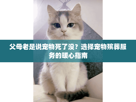 父母老是说宠物死了没？选择宠物殡葬服务的暖心指南