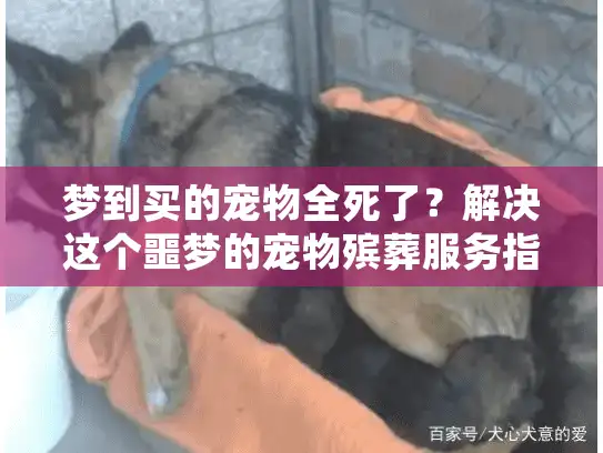 梦到买的宠物全死了？解决这个噩梦的宠物殡葬服务指南
